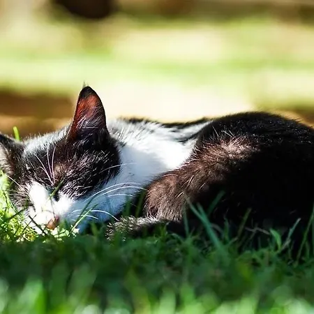 Restorant Olti Hotell